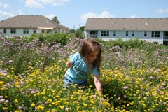 Wild Flowers